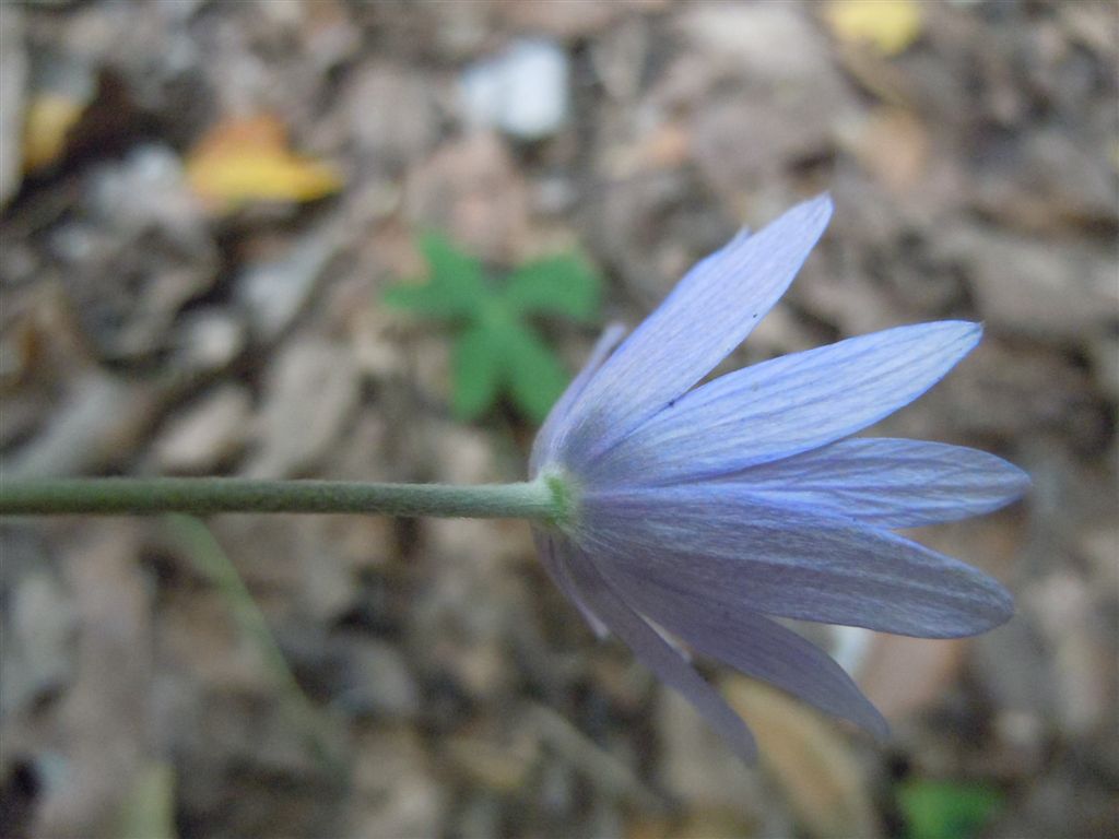 Anemone hortensis